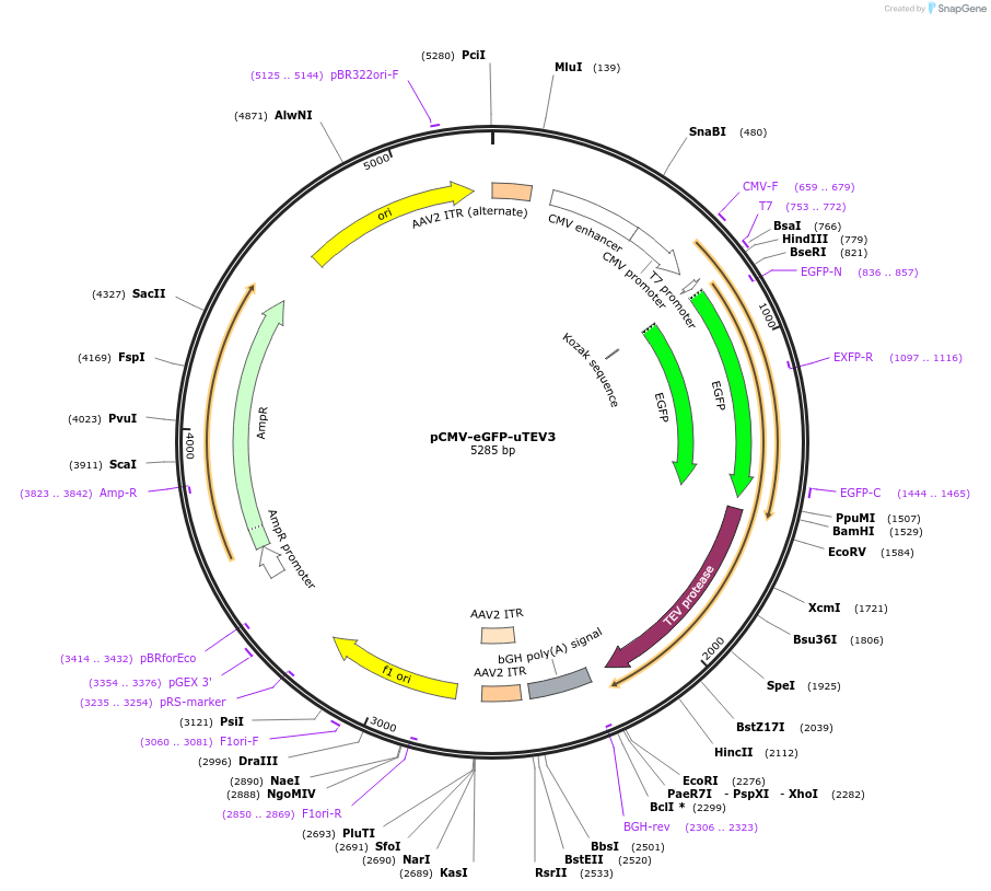 234320-plasmid-map-sequence-id-469012