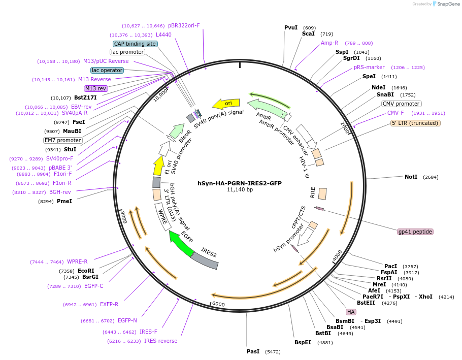 234876-plasmid-map-sequence-id-469047