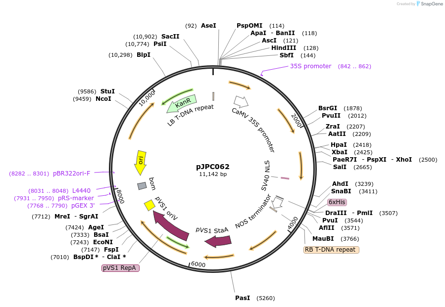 234534-plasmid-map-sequence-id-469051
