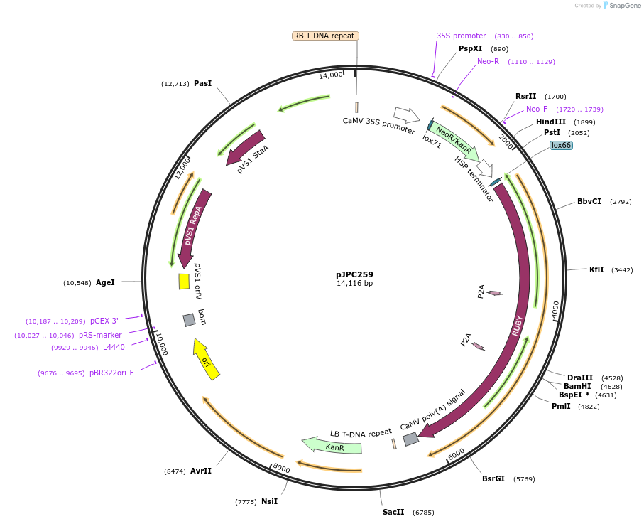 234531-plasmid-map-sequence-id-469052