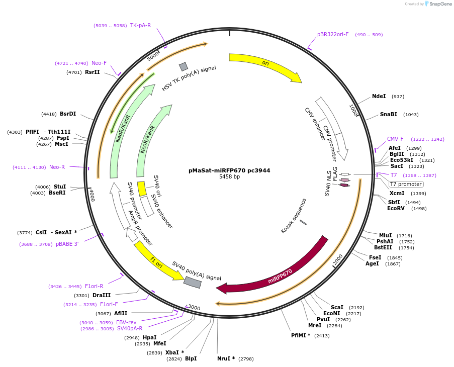 201695-plasmid-map-sequence-id-469055