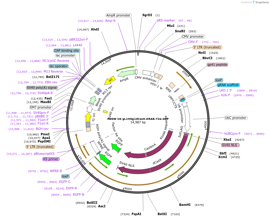 234882-plasmid-map-sequence-id-469071