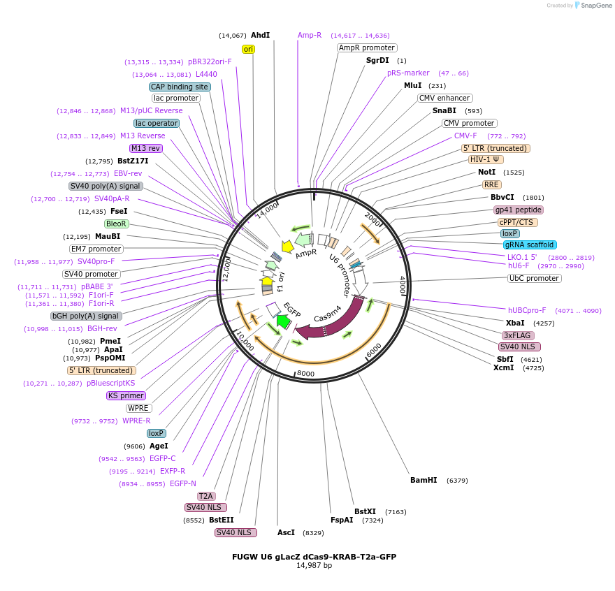 234883-plasmid-map-sequence-id-469073
