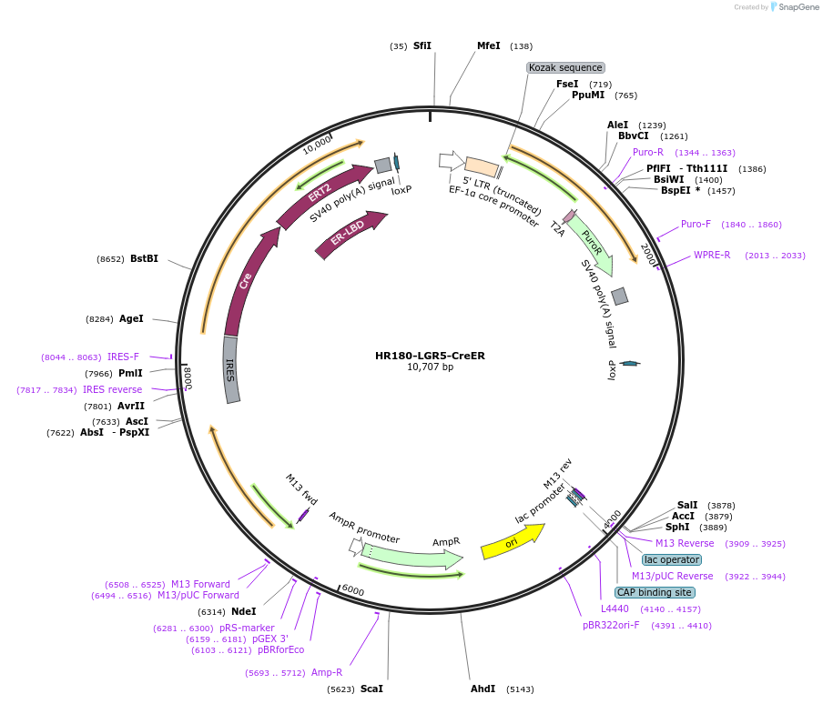 129093-plasmid-map-sequence-id-469110