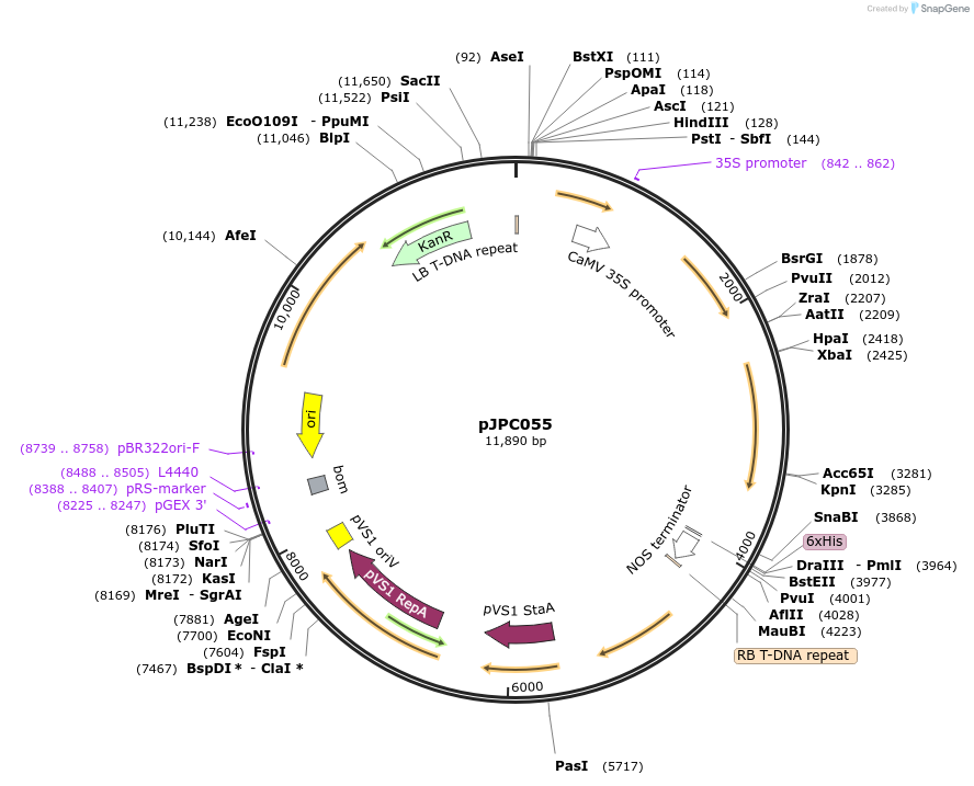 234536-plasmid-map-sequence-id-469119
