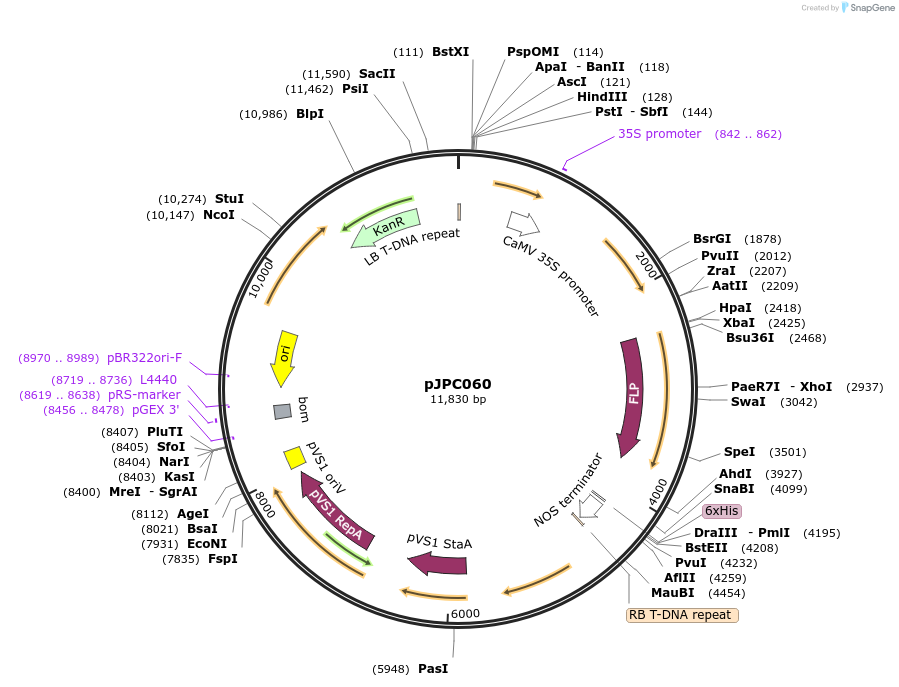 234535-plasmid-map-sequence-id-469144