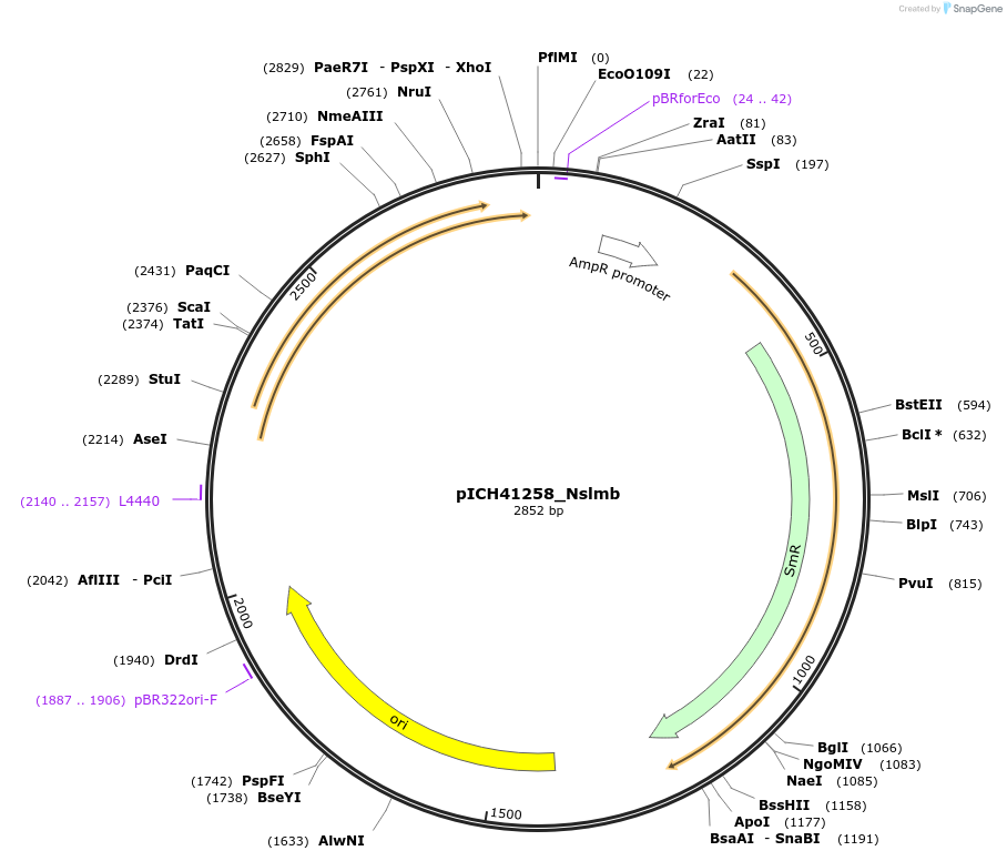 232565-plasmid-map-sequence-id-469187