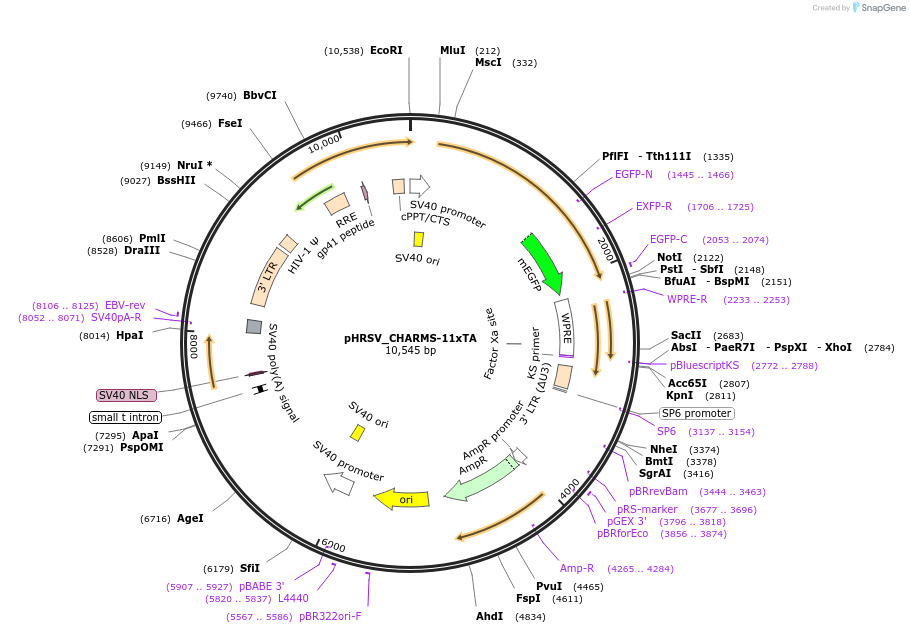 233932-plasmid-map-sequence-id-469197