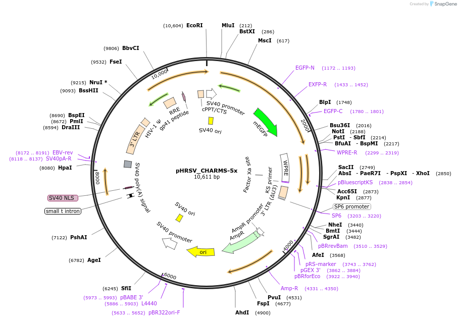 233927-plasmid-map-sequence-id-469202