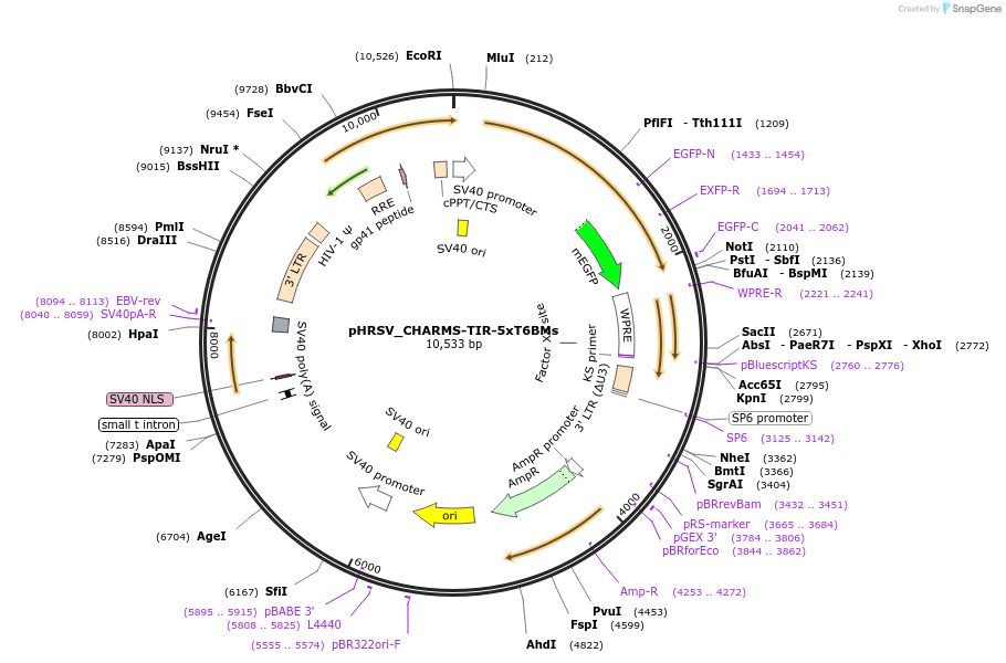 233938-plasmid-map-sequence-id-469206
