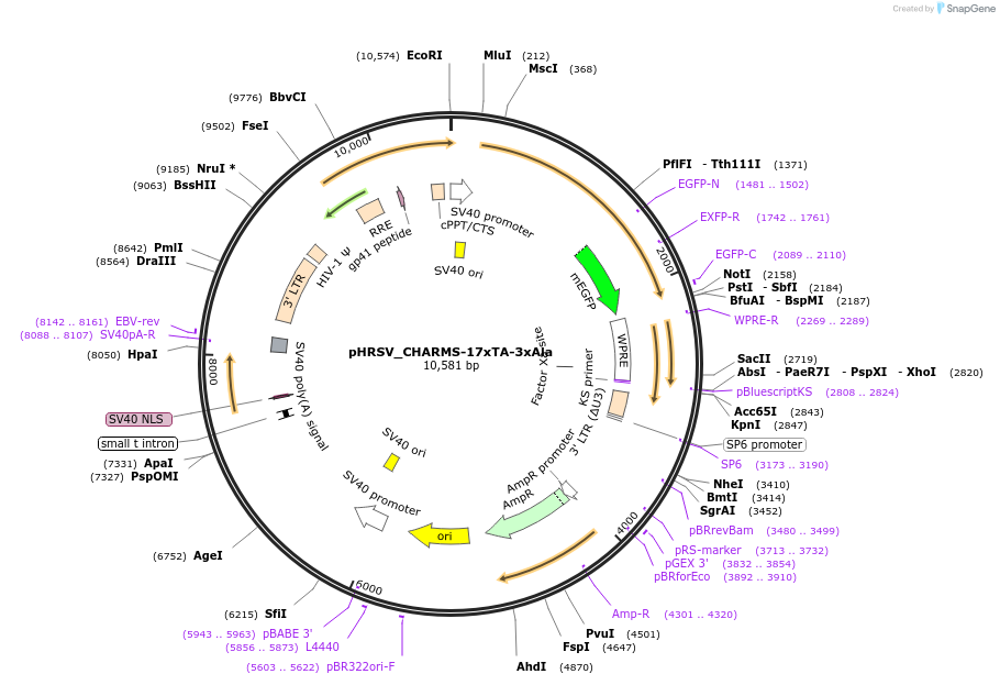 233936-plasmid-map-sequence-id-469211