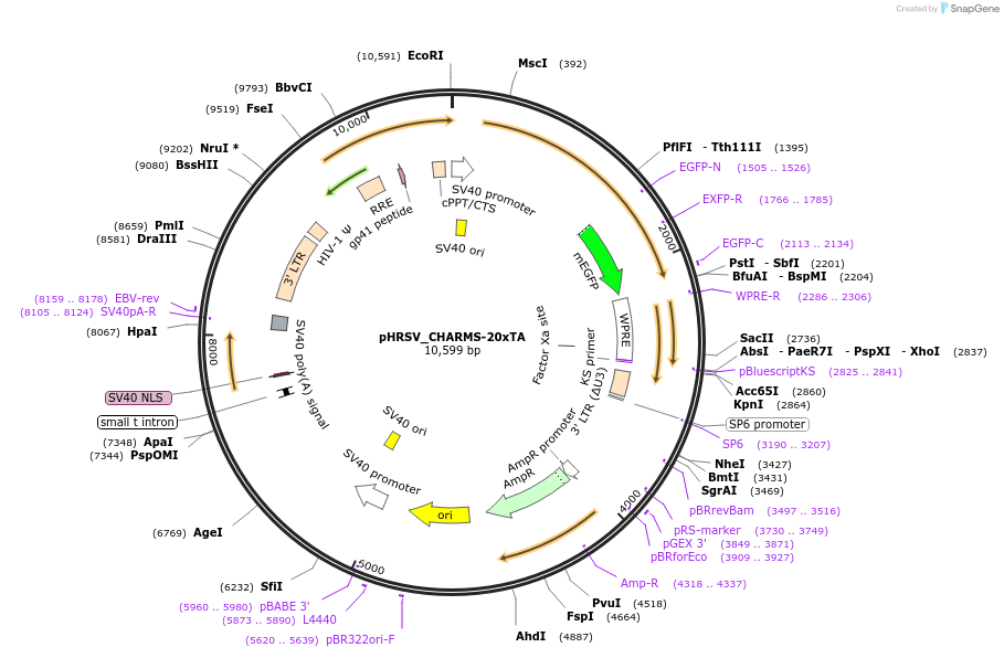 233935-plasmid-map-sequence-id-469213