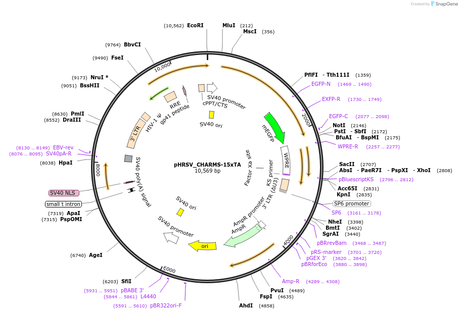 233933-plasmid-map-sequence-id-469214