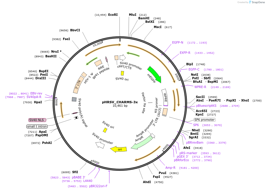 233925-plasmid-map-sequence-id-469216