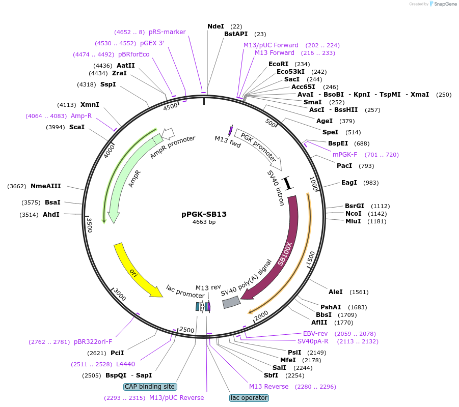 236078-plasmid-map-sequence-id-469217