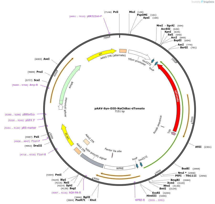 236252-plasmid-map-sequence-id-469218