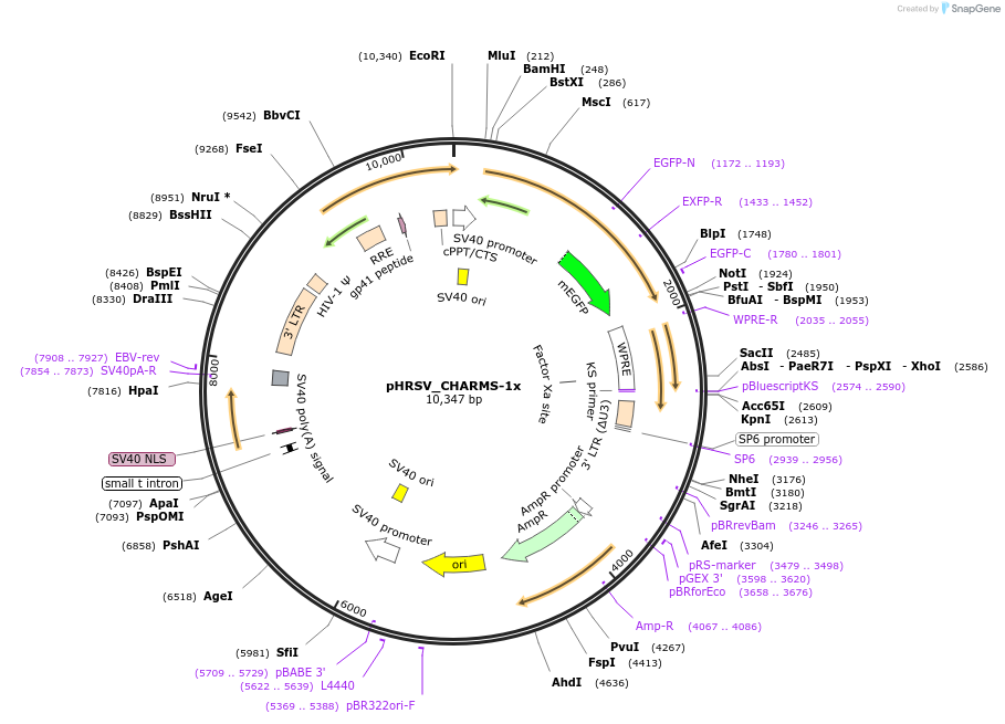 233923-plasmid-map-sequence-id-469219