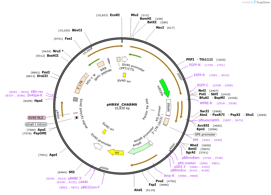 233920-plasmid-map-sequence-id-469222