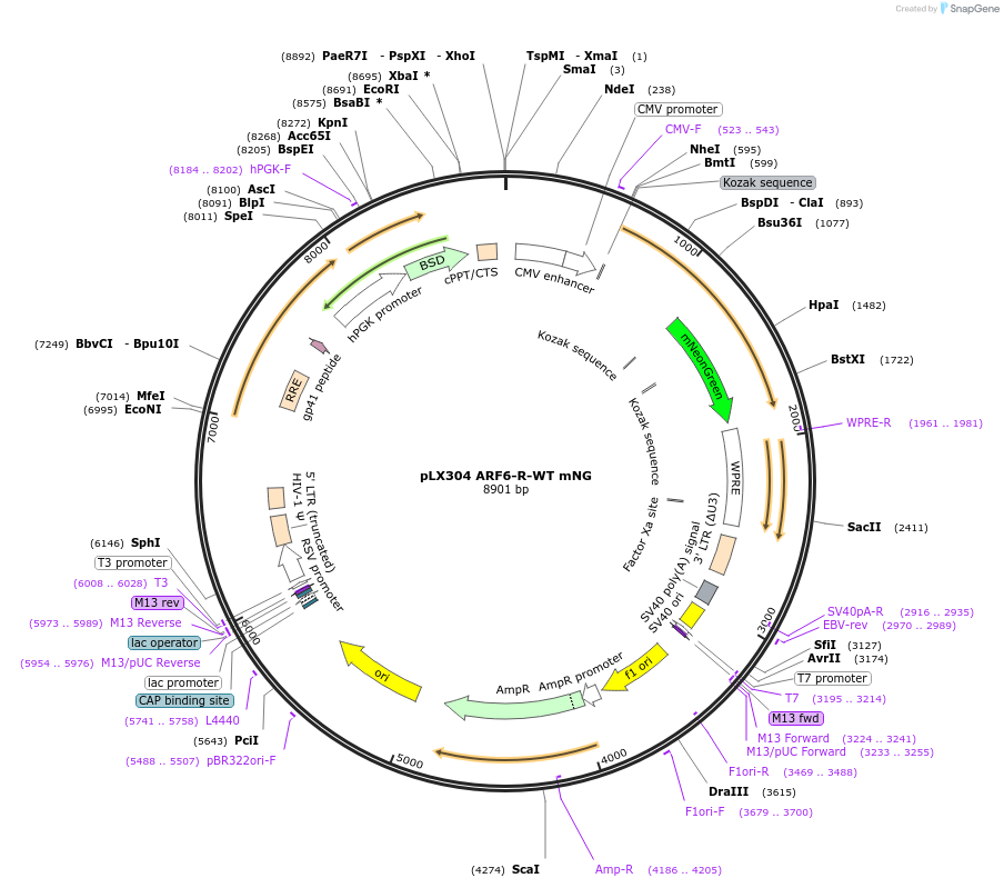233255-plasmid-map-sequence-id-469224