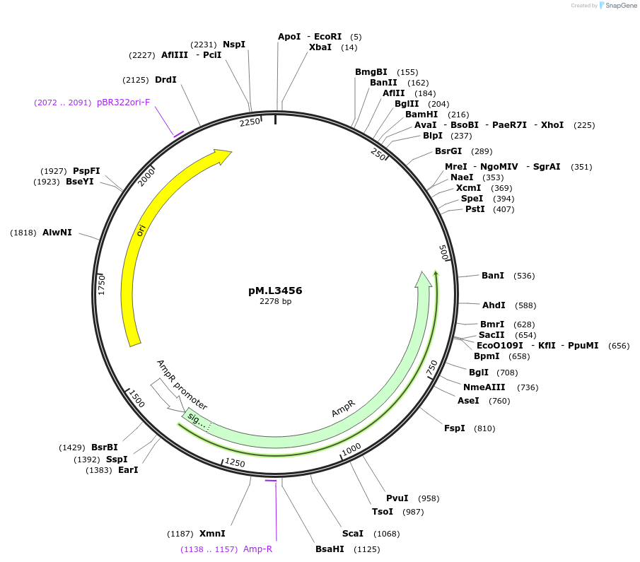234589-plasmid-map-sequence-id-469225