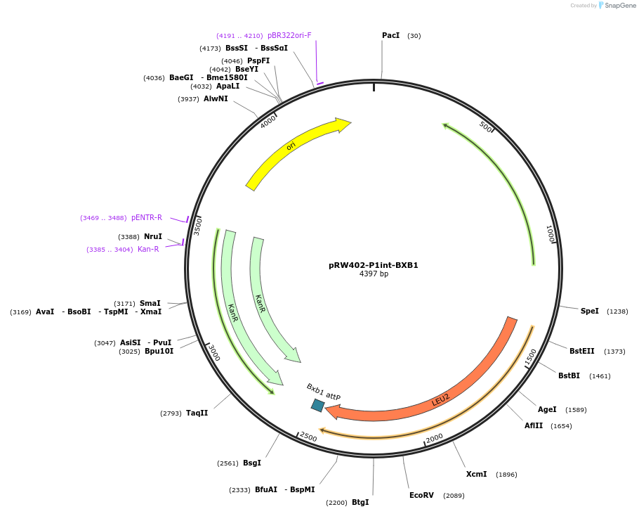 235979-plasmid-map-sequence-id-469227