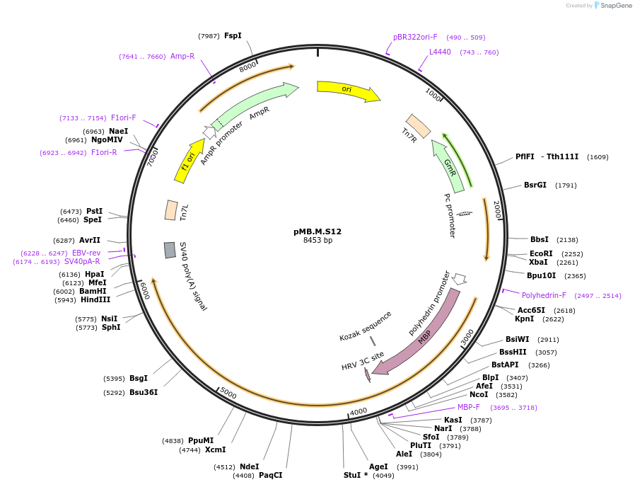 234575-plasmid-map-sequence-id-469228