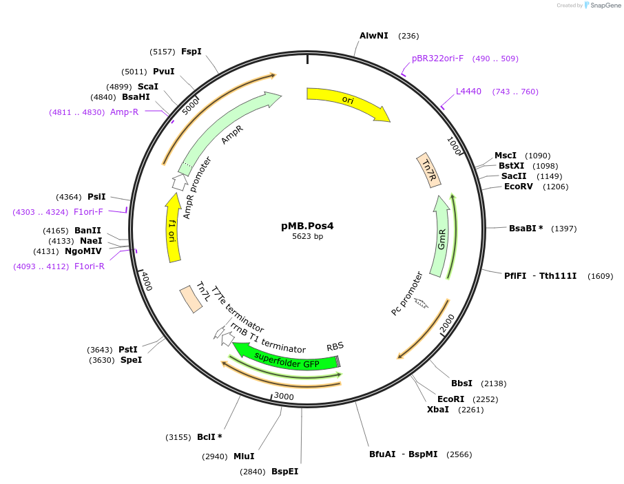 234586-plasmid-map-sequence-id-469229