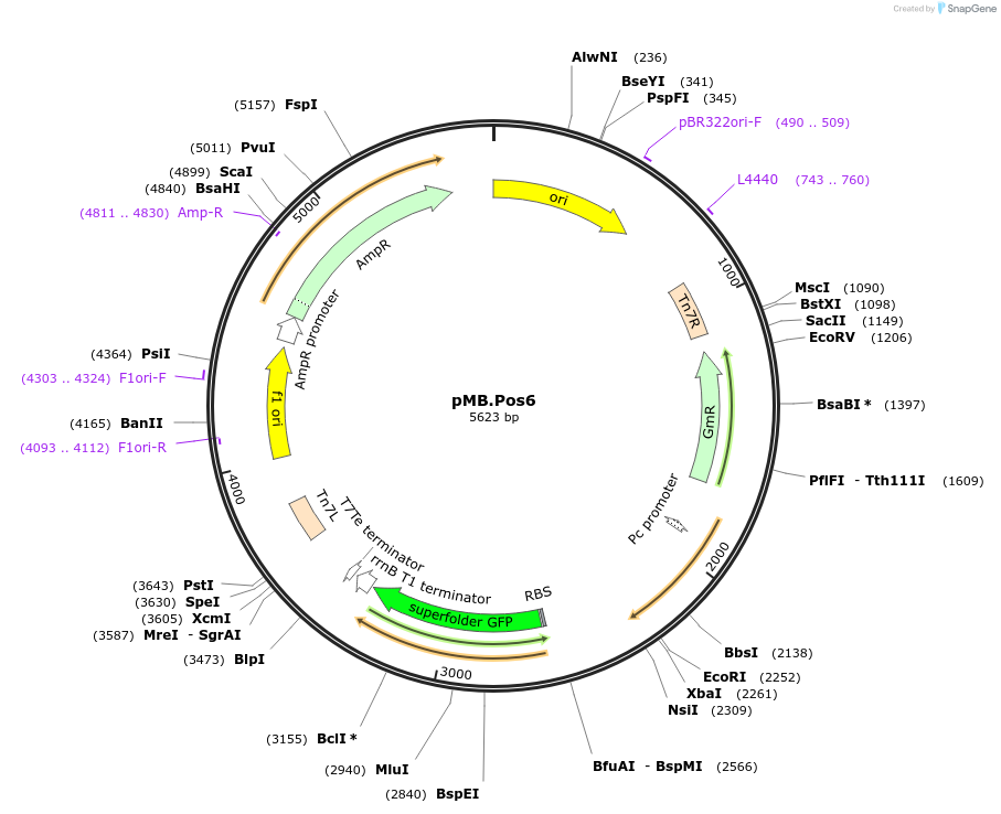 234588-plasmid-map-sequence-id-469230