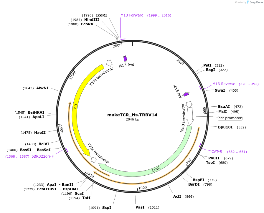 234001-plasmid-map-sequence-id-469231