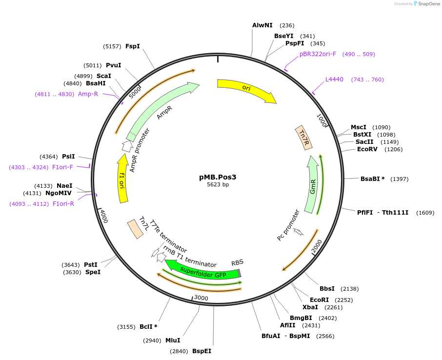 234585-plasmid-map-sequence-id-469232