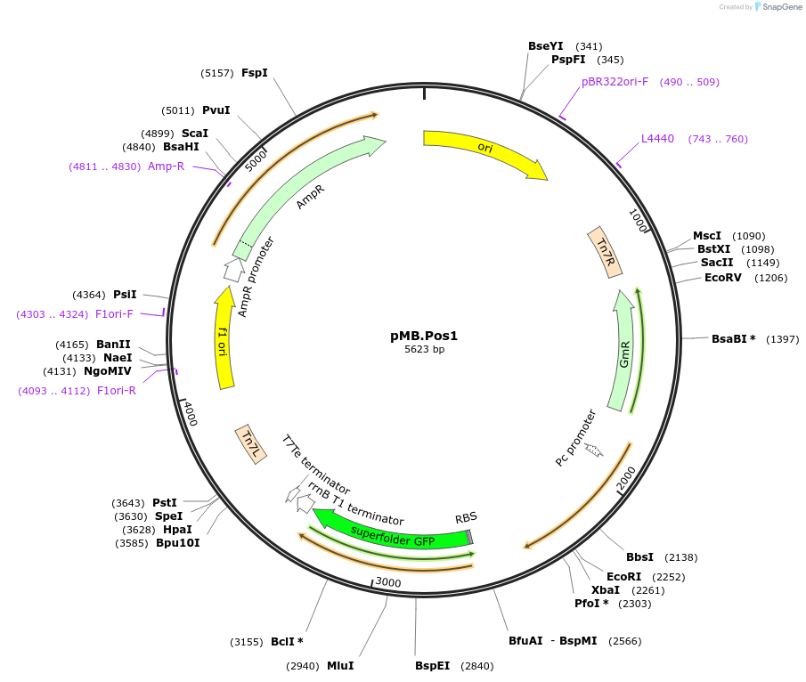 234583-plasmid-map-sequence-id-469233