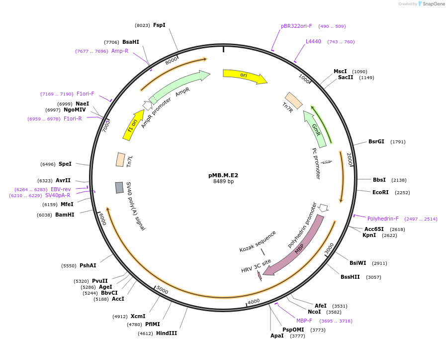 234574-plasmid-map-sequence-id-469234