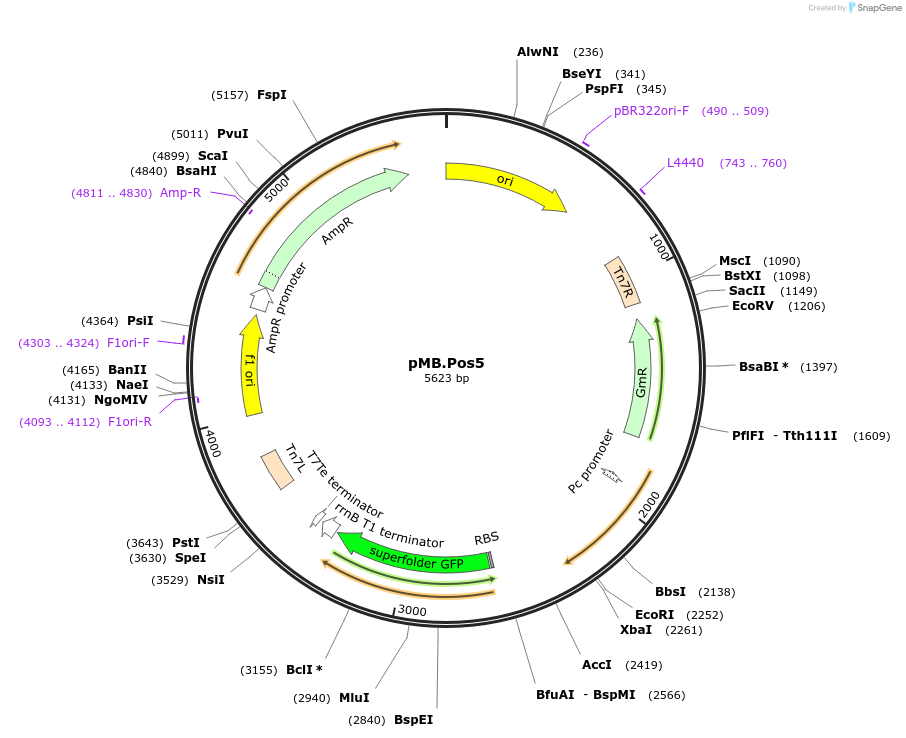234587-plasmid-map-sequence-id-469235