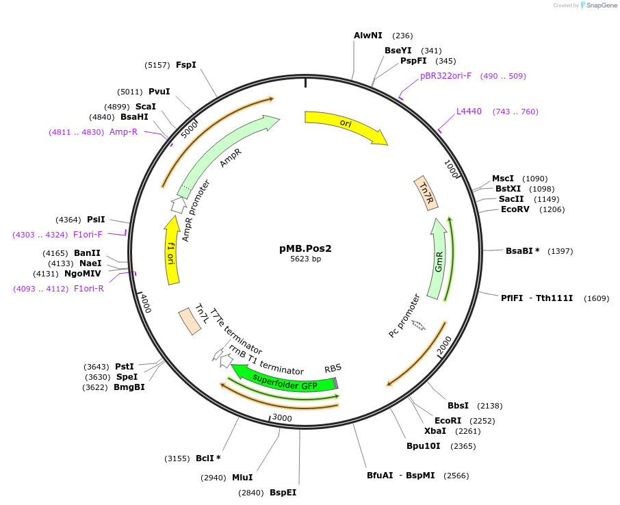 234584-plasmid-map-sequence-id-469236