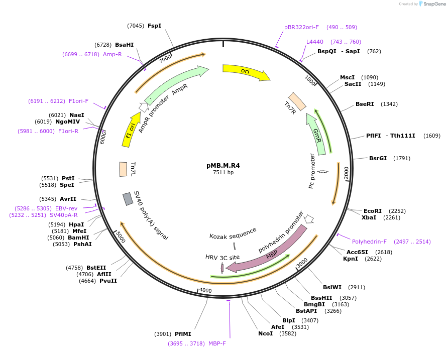 234577-plasmid-map-sequence-id-469237