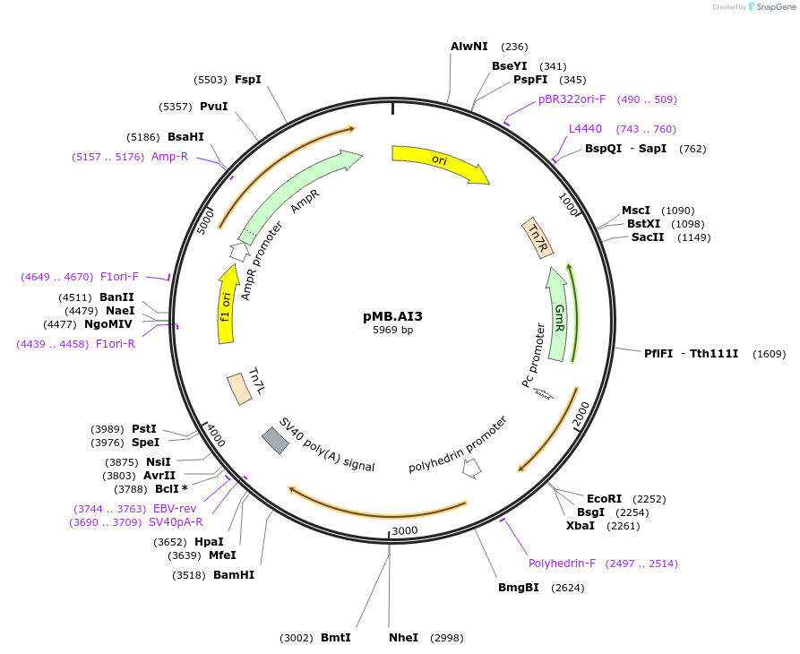 234578-plasmid-map-sequence-id-469238