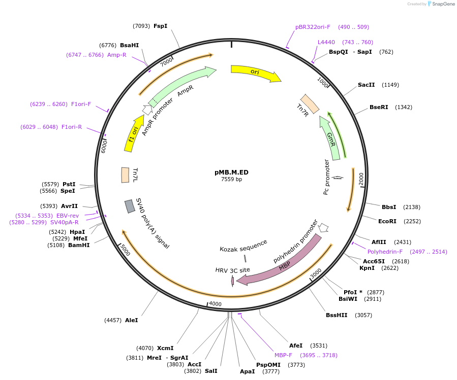 234576-plasmid-map-sequence-id-469239
