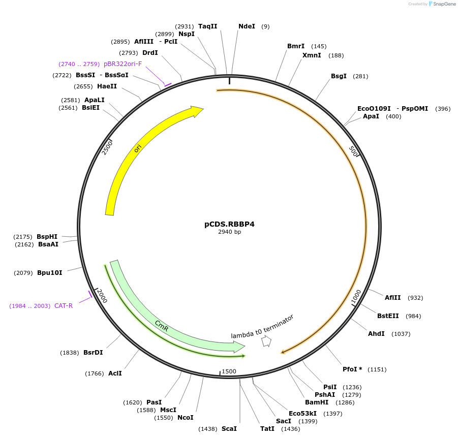 234571-plasmid-map-sequence-id-469240