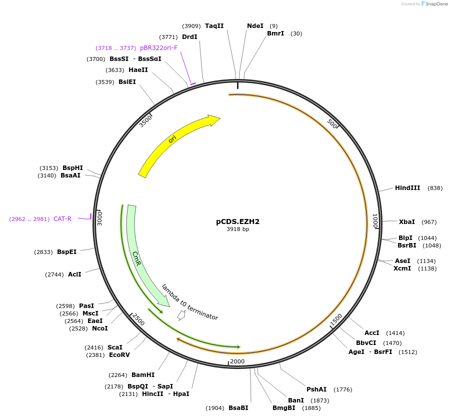 234570-plasmid-map-sequence-id-469241