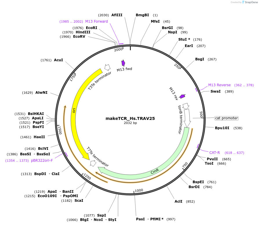 233966-plasmid-map-sequence-id-469242