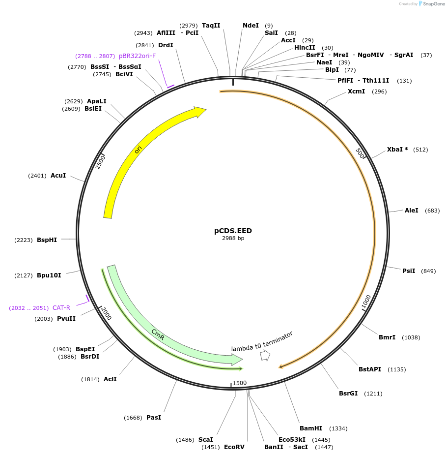 234569-plasmid-map-sequence-id-469243