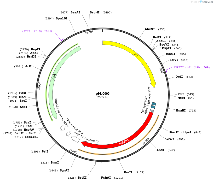 234593-plasmid-map-sequence-id-469244