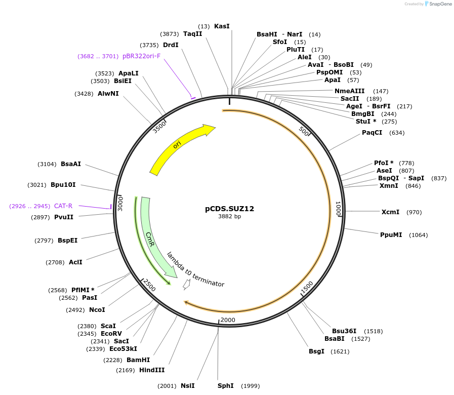 234572-plasmid-map-sequence-id-469245