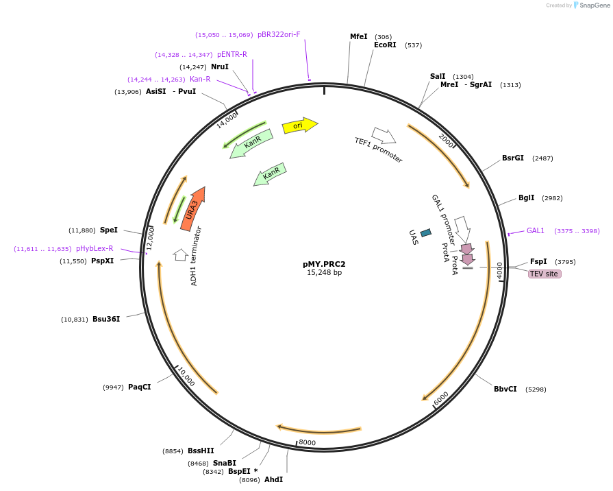 234582-plasmid-map-sequence-id-469246