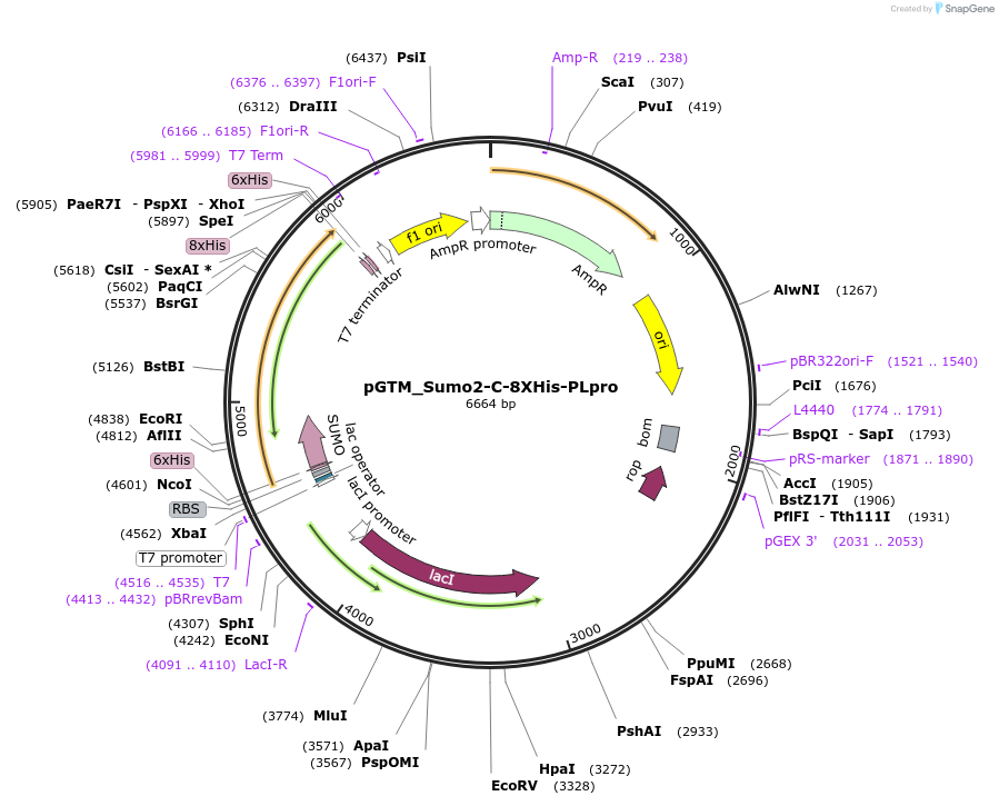 234321-plasmid-map-sequence-id-469248