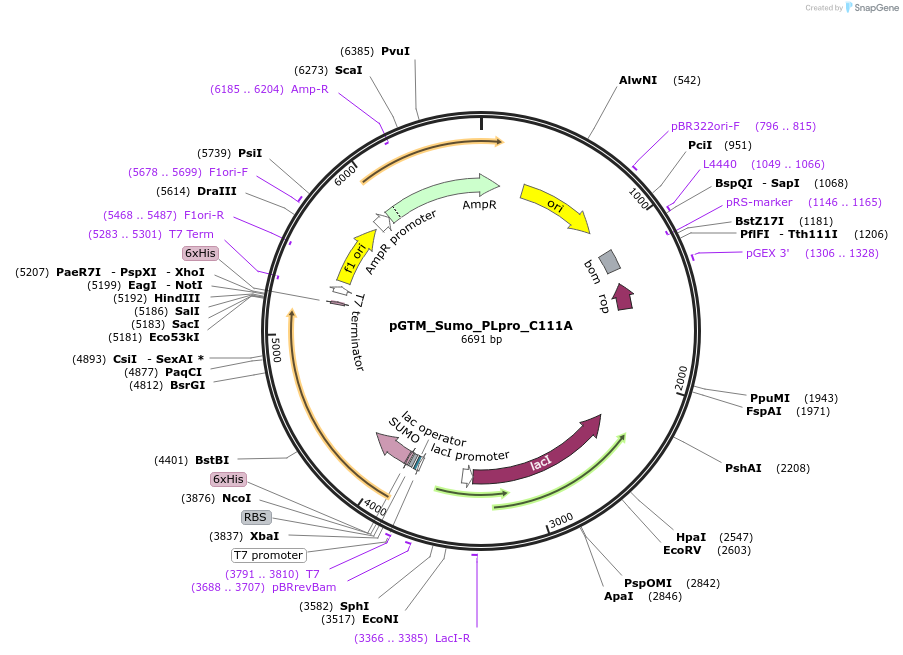 234489-plasmid-map-sequence-id-469250