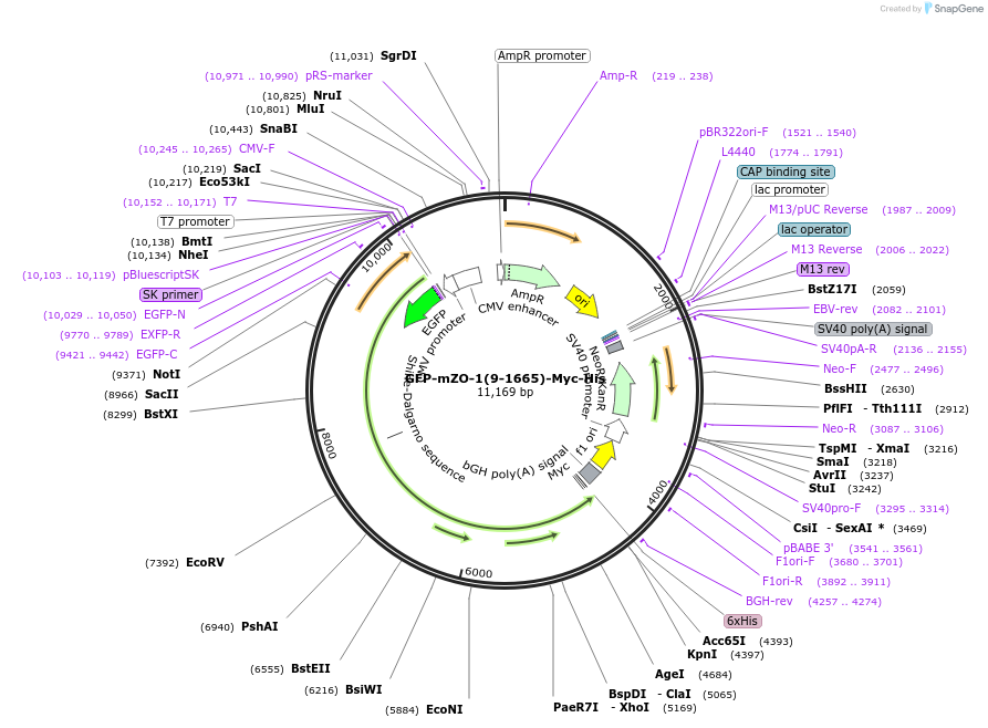 236530-plasmid-map-sequence-id-469252