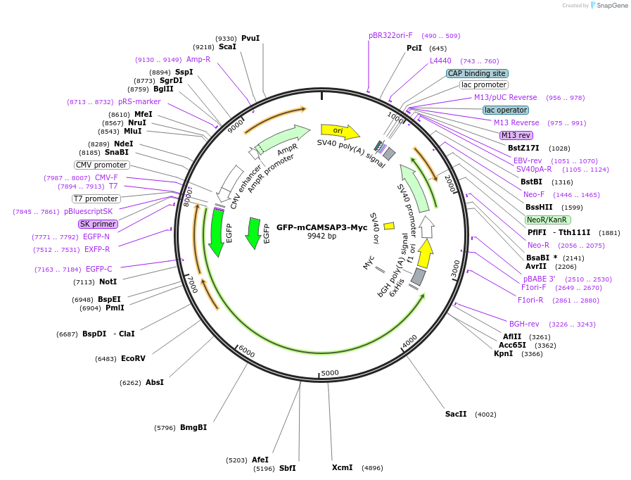 236536-plasmid-map-sequence-id-469283