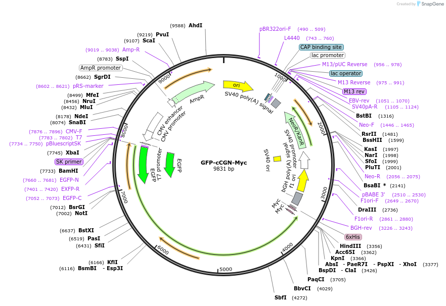 236506-plasmid-map-sequence-id-469284