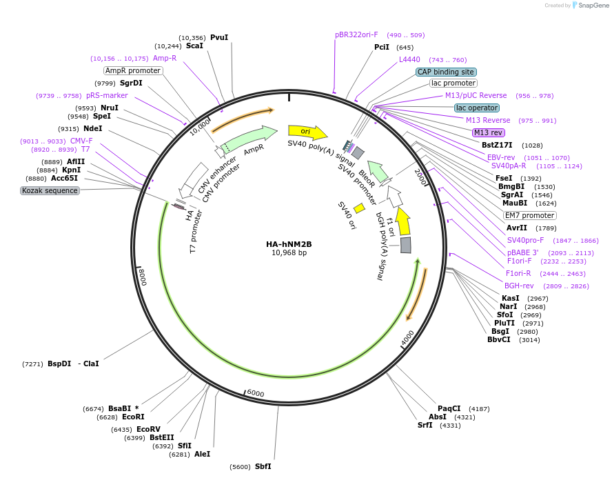 236533-plasmid-map-sequence-id-469285